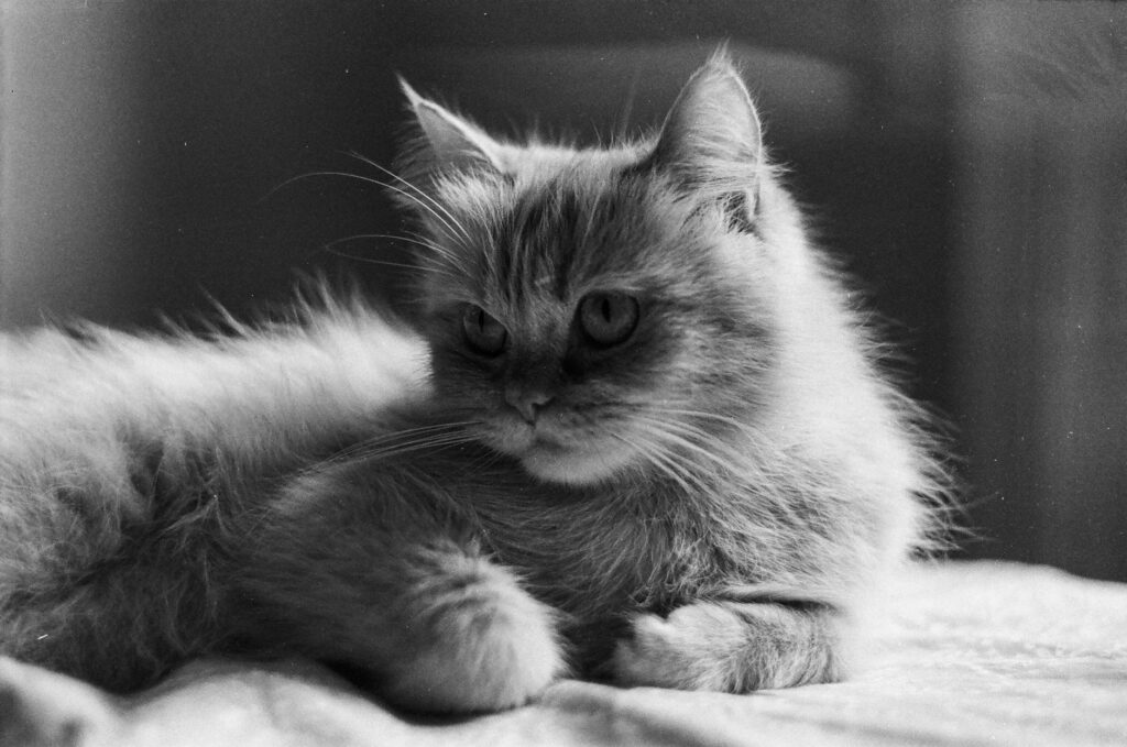 black and white view of cat